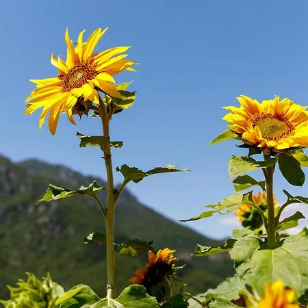 Arve Castelbianco - E Colletta