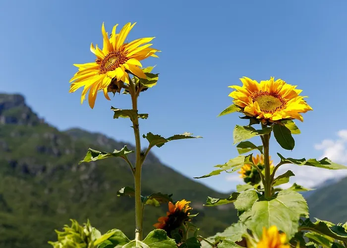 Arve Castelbianco - E Colletta